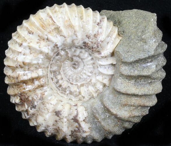 Pavlovia Ammonite Fossil - Siberia #29742
